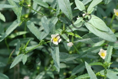 Sida spinosa